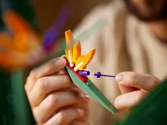 Bird of Paradise - View 4