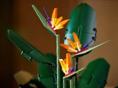 Bird of Paradise - View 5