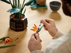 Bird of Paradise - View 6