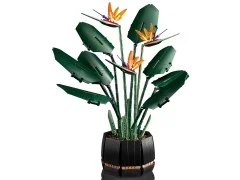 Bird of Paradise - View 8