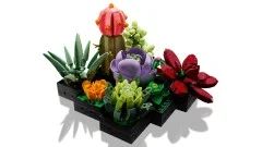 Succulents - View 3