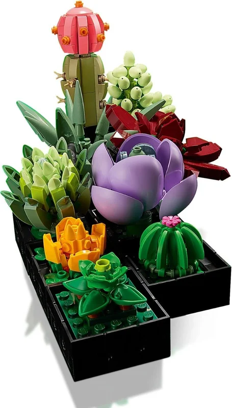 Succulents - View 4