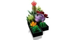 Succulents - View 4
