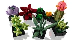 Succulents - View 5