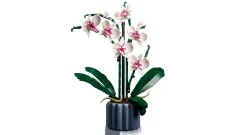 Orchid - View 3