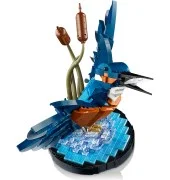 Kingfisher Bird - View 3