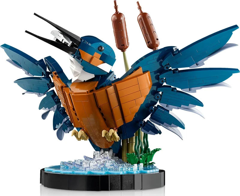 Kingfisher Bird - View 4