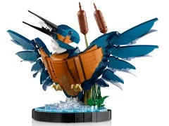 Kingfisher Bird - View 4