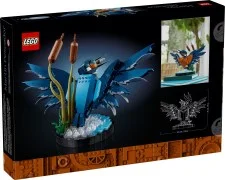 Kingfisher Bird - View 5