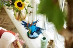 Kingfisher Bird - View 7