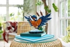 Kingfisher Bird - View 8