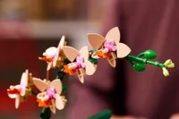 Mini Orchid - View 5