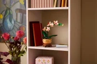 Mini Orchid - View 7