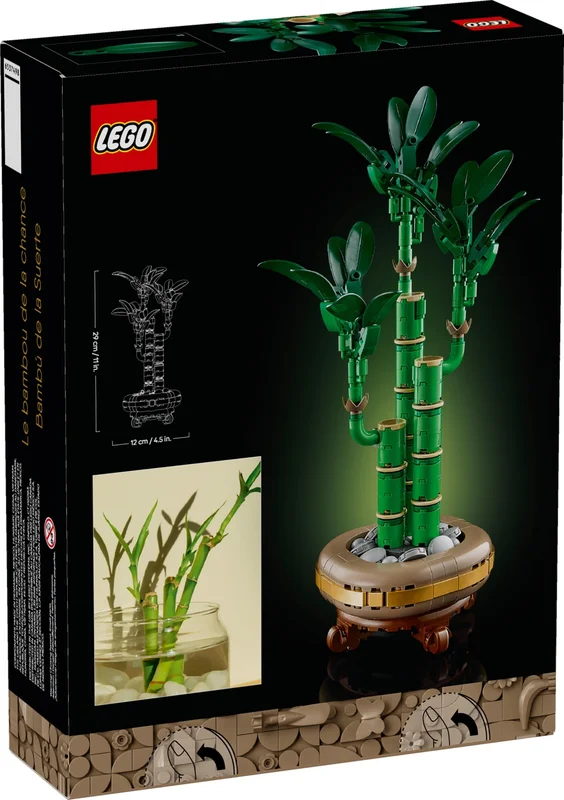 Lucky Bamboo - View 4