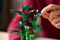 Lucky Bamboo - View 5