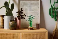 Lucky Bamboo - View 7