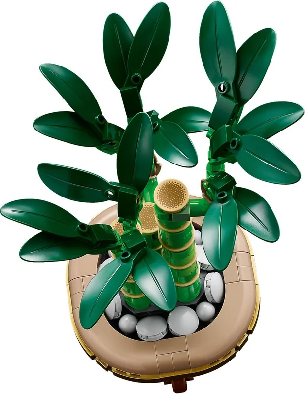 Lucky Bamboo - View 8