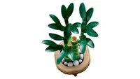 Lucky Bamboo - View 8