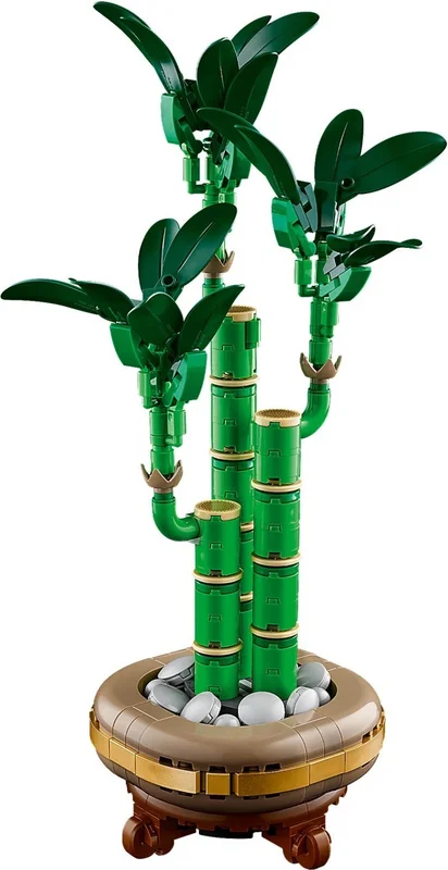 Lucky Bamboo - View 9