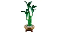 Lucky Bamboo - View 9