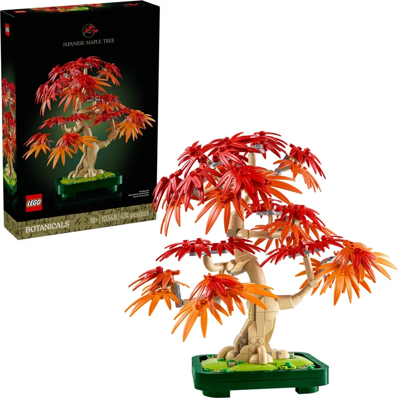 Japanese Red Maple Bonsai Tree - View 3