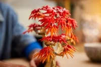 Japanese Red Maple Bonsai Tree - View 5