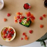 Japanese Red Maple Bonsai Tree - View 6