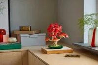 Japanese Red Maple Bonsai Tree - View 8