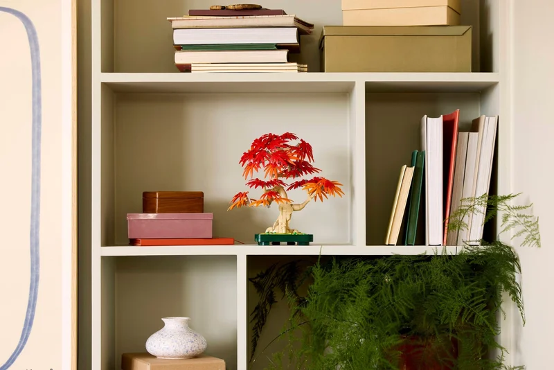 Japanese Red Maple Bonsai Tree - View 9