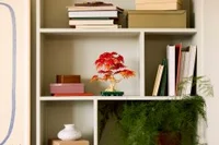 Japanese Red Maple Bonsai Tree - View 9