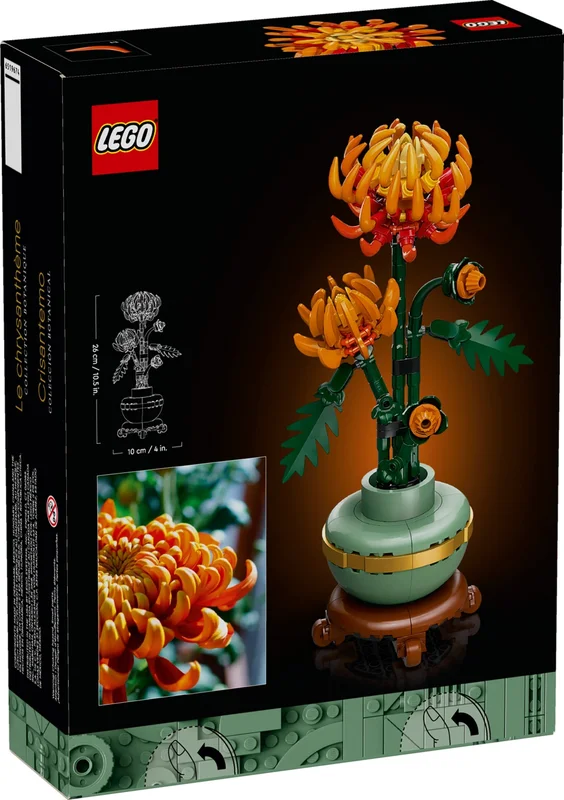 Chrysanthemum - View 3