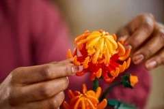Chrysanthemum - View 5