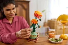 Chrysanthemum - View 6