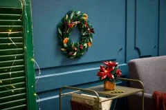 Poinsettia - View 2