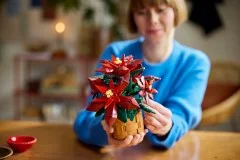 Poinsettia - View 5