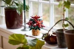 Poinsettia - View 6