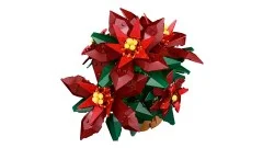 Poinsettia - View 8