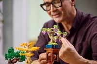 Mini Bonsai Trees - View 7