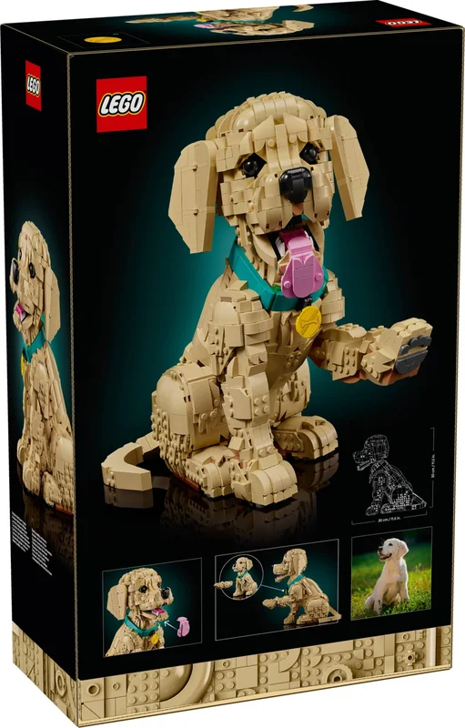 Golden Retriever Puppy - View 3