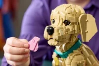 Golden Retriever Puppy - View 6