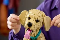 Golden Retriever Puppy - View 8