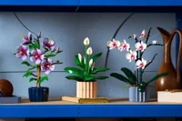 Peace Lily - View 3