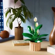 Peace Lily - View 4