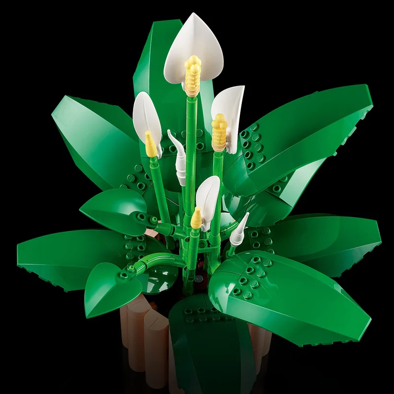 Peace Lily - View 5