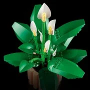 Peace Lily - View 5