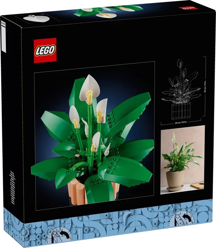 Peace Lily - View 6