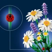 Daisies - View 2