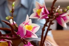 Magnolia Branches - View 5