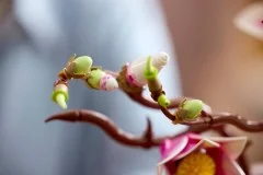 Magnolia Branches - View 7