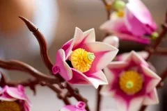 Magnolia Branches - View 8